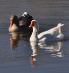 on Armand Bayou